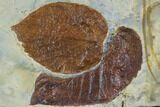 Two Fossil Leaves (Davidia, Beringiaphyllum) - Montana #106260-2